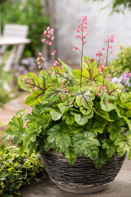 Heucherella Tapestry