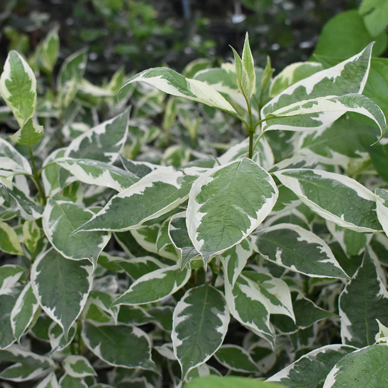 Cornus Ivory Halo