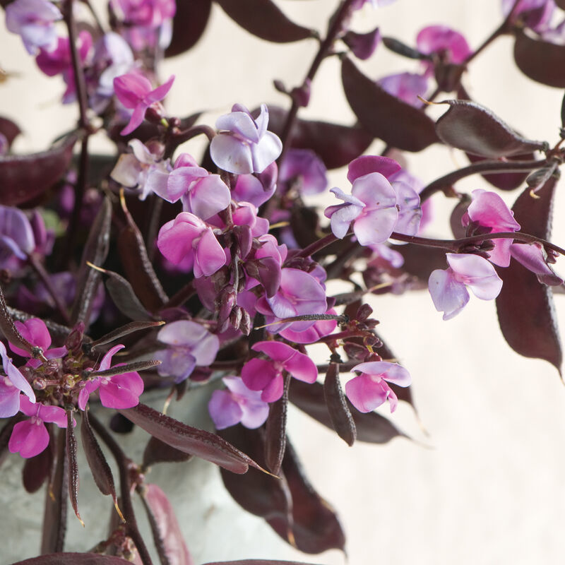 Hyacinth Bean