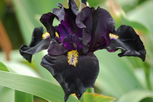 Iris Here Comes the Night