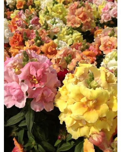 Snapdragon Twinny Mix