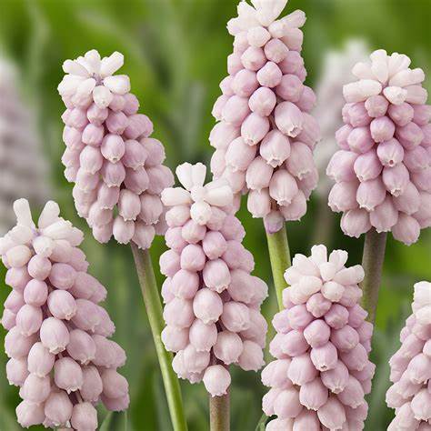 Muscari, Pink Sunrise