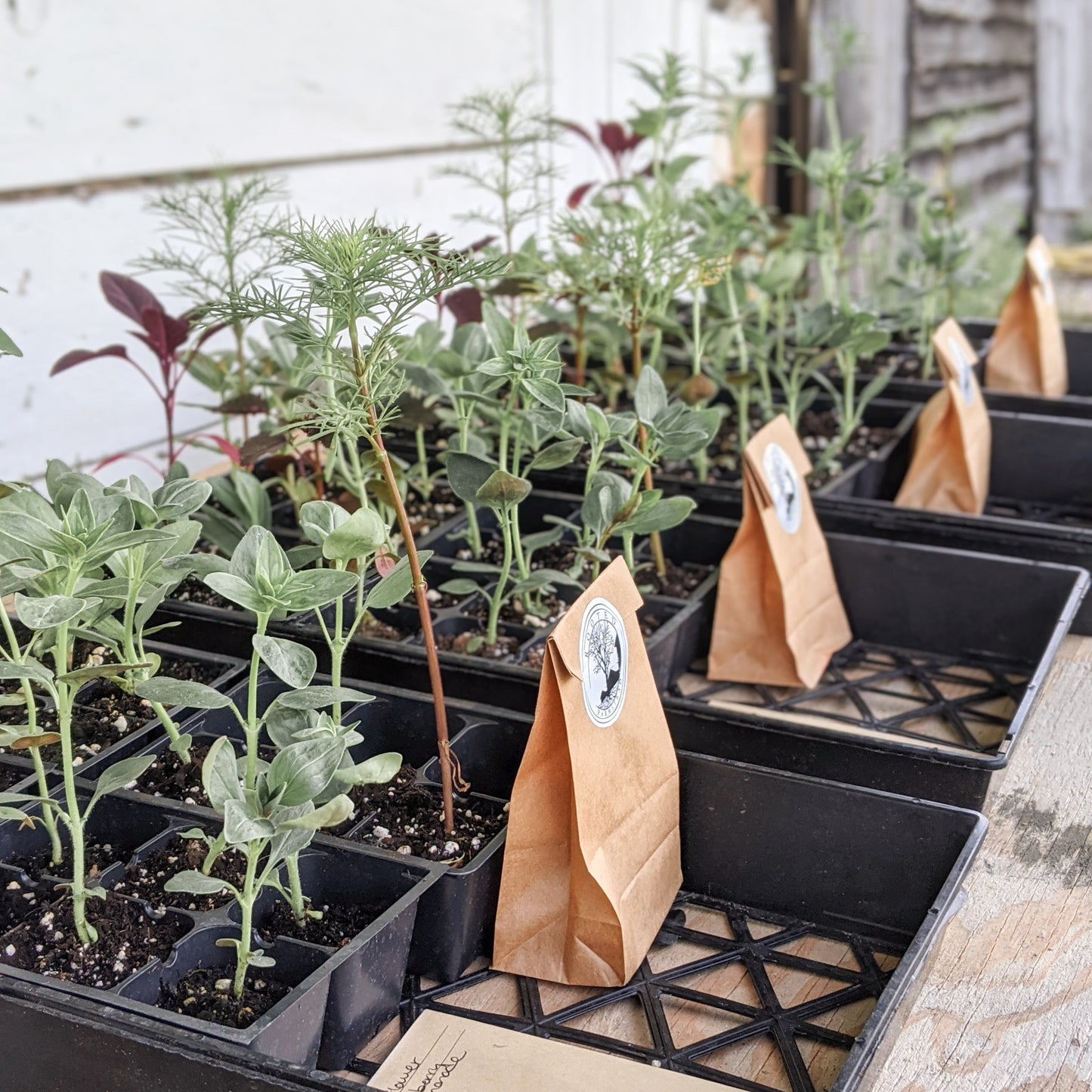 2026 Cut Flower Garden Kit Pre-order