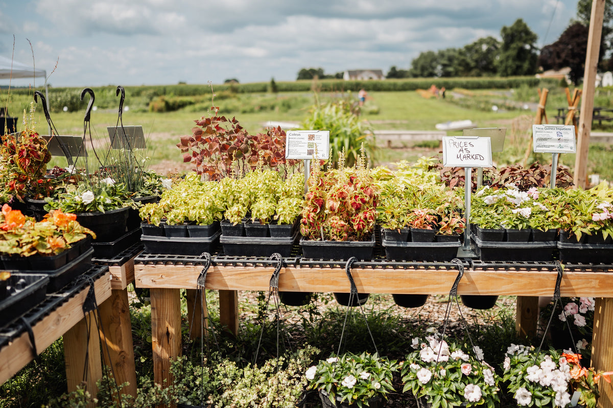Collections – Rooted Farmstead
