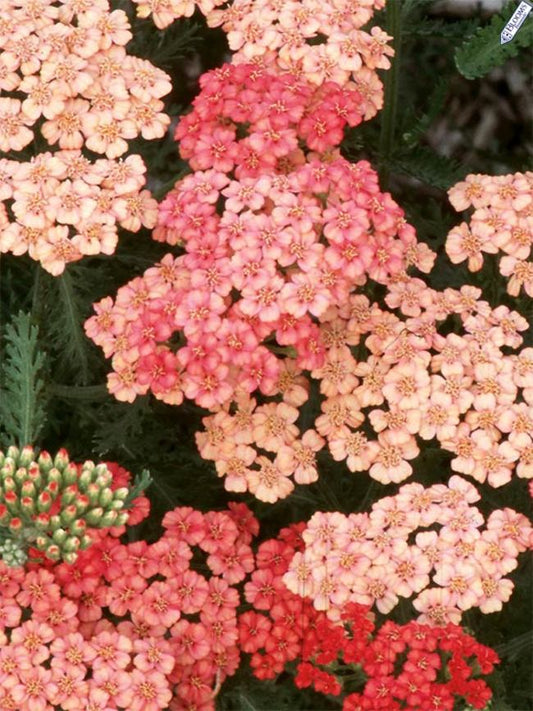 Yarrow Apricot Delight