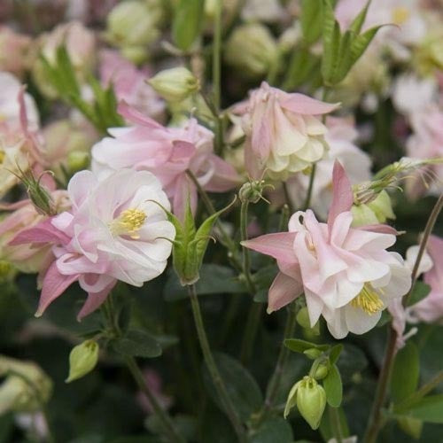 Columbine Winky Double Rose & White