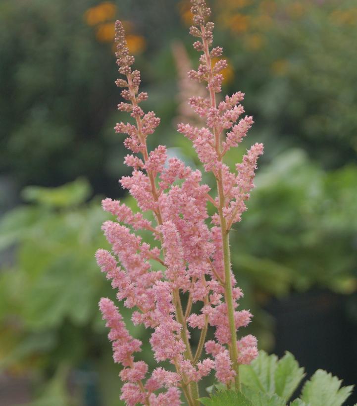 Astilbe Vision In Pink