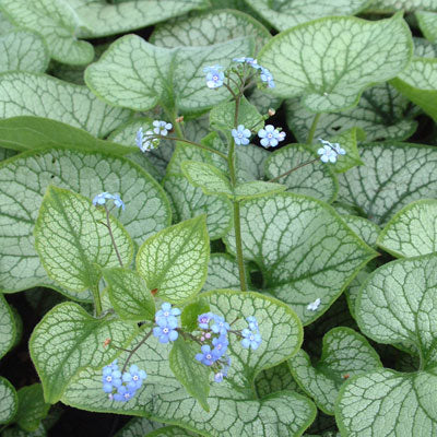 Brunnera Jack Frost
