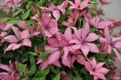 Clematis Giselle