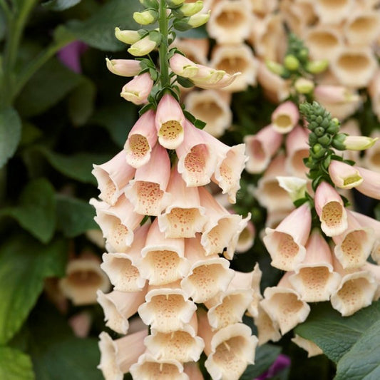 Foxglove Dalmatian Peach