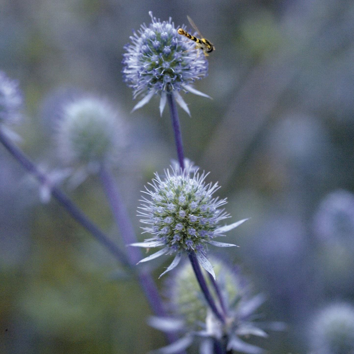 Eryngium Blue Glitter