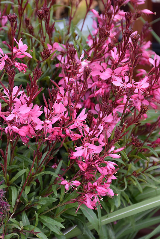 Gaura Belleza Dark Pink