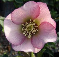 Helleborus Brandywine