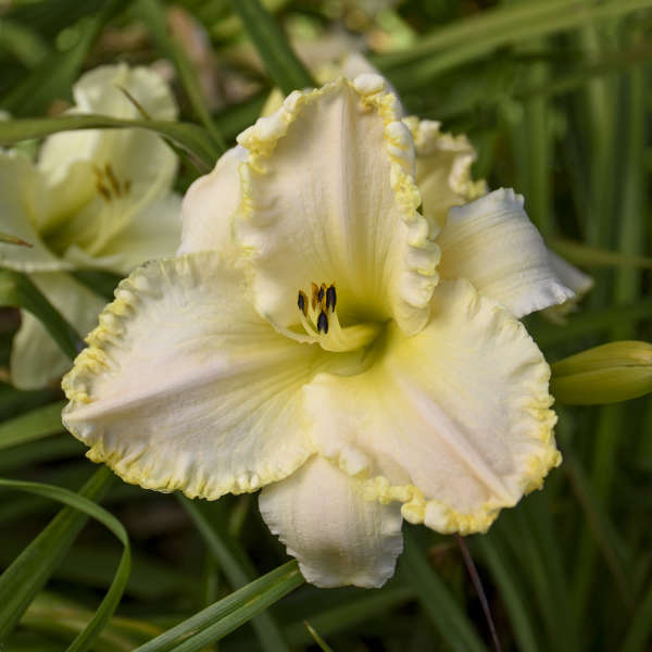 Day Lily Marque Moon