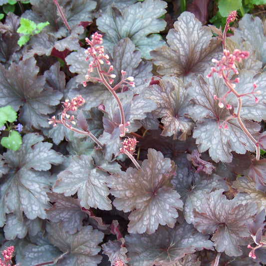 Purple Palace Coral Bells
