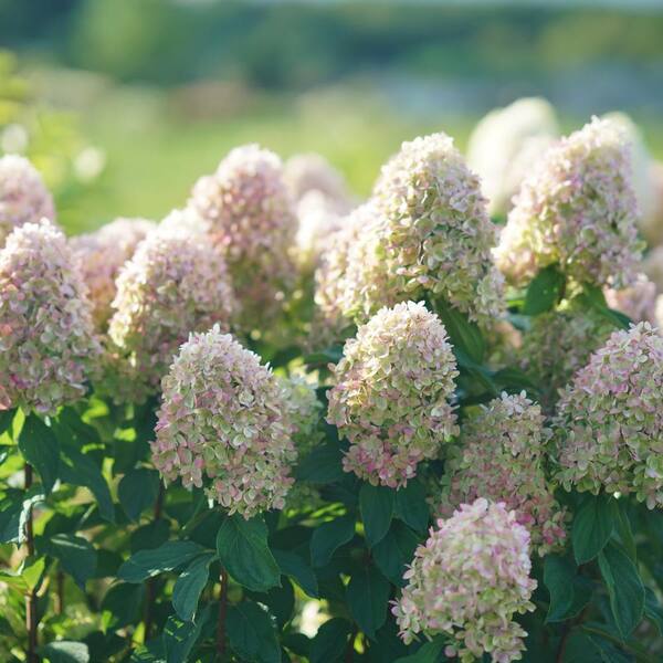 Hydrangea Limelight