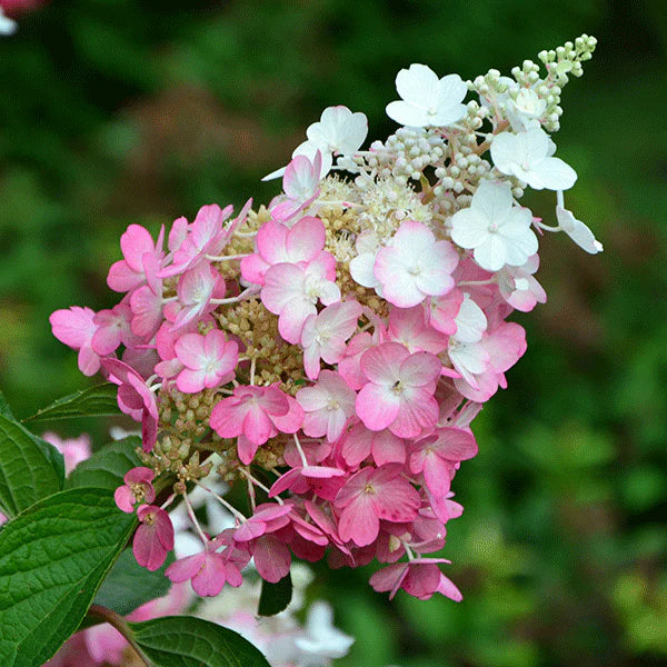 Hydrangea Pinky Winky