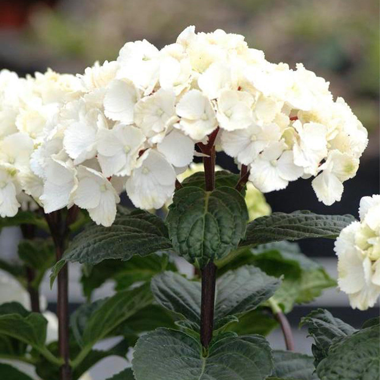 Hydrangea Zebra