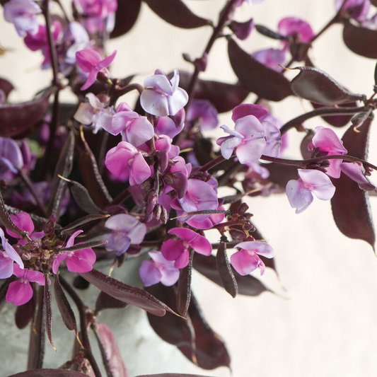 Hyacinth Bean