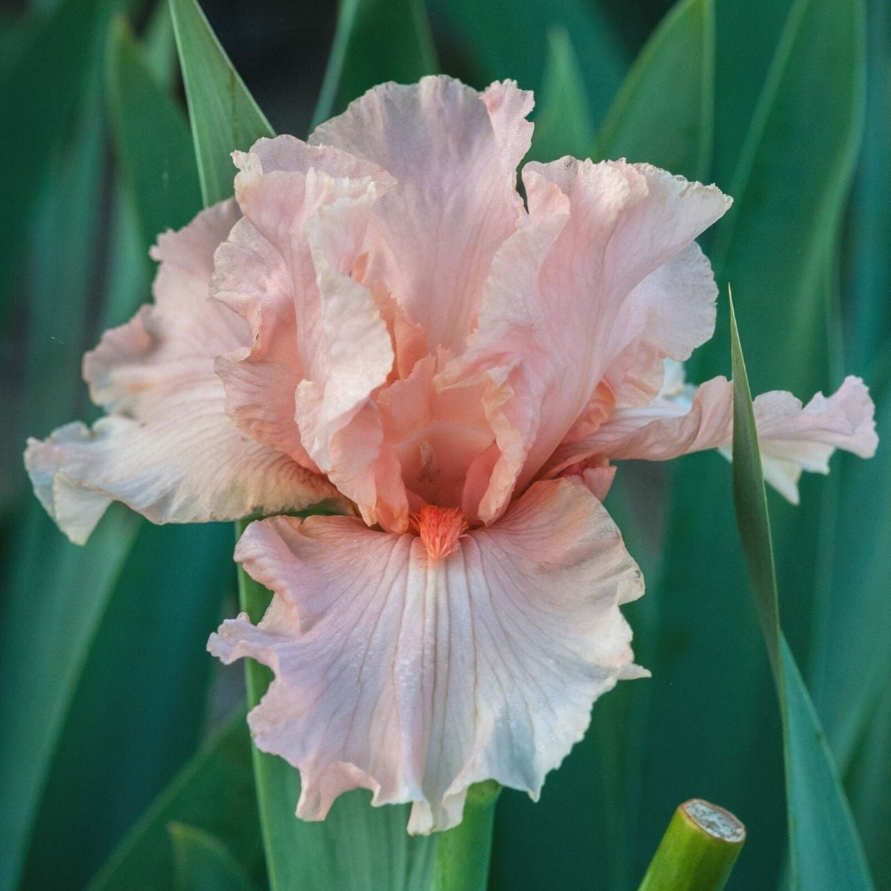 Iris October Splendor