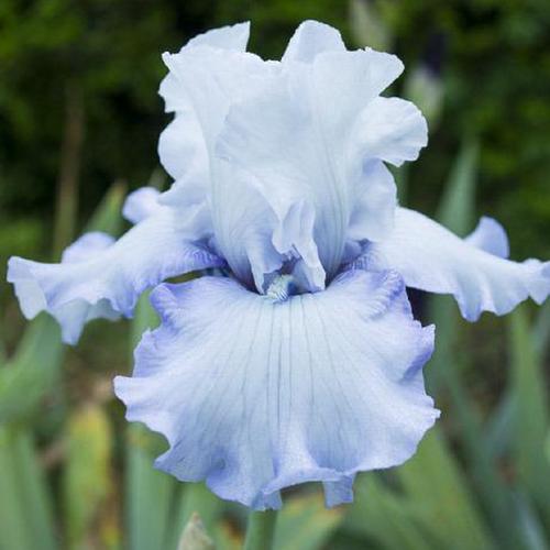 Iris Sky of Blue