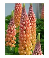 Lupine Westcountry Salmon Star