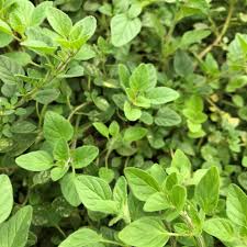 Oregano Greek