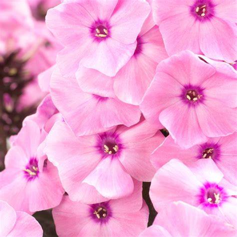 Phlox Sweet Summer Dream