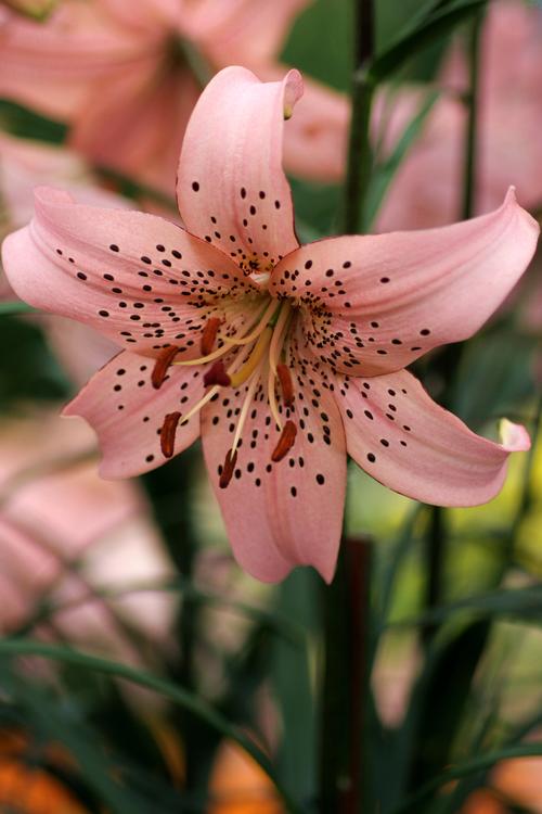 Tiger Lily Pink