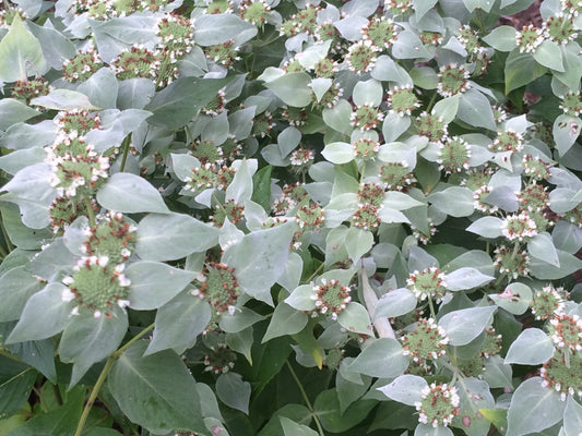 Mountain Mint (Pycnanthemum muticum)