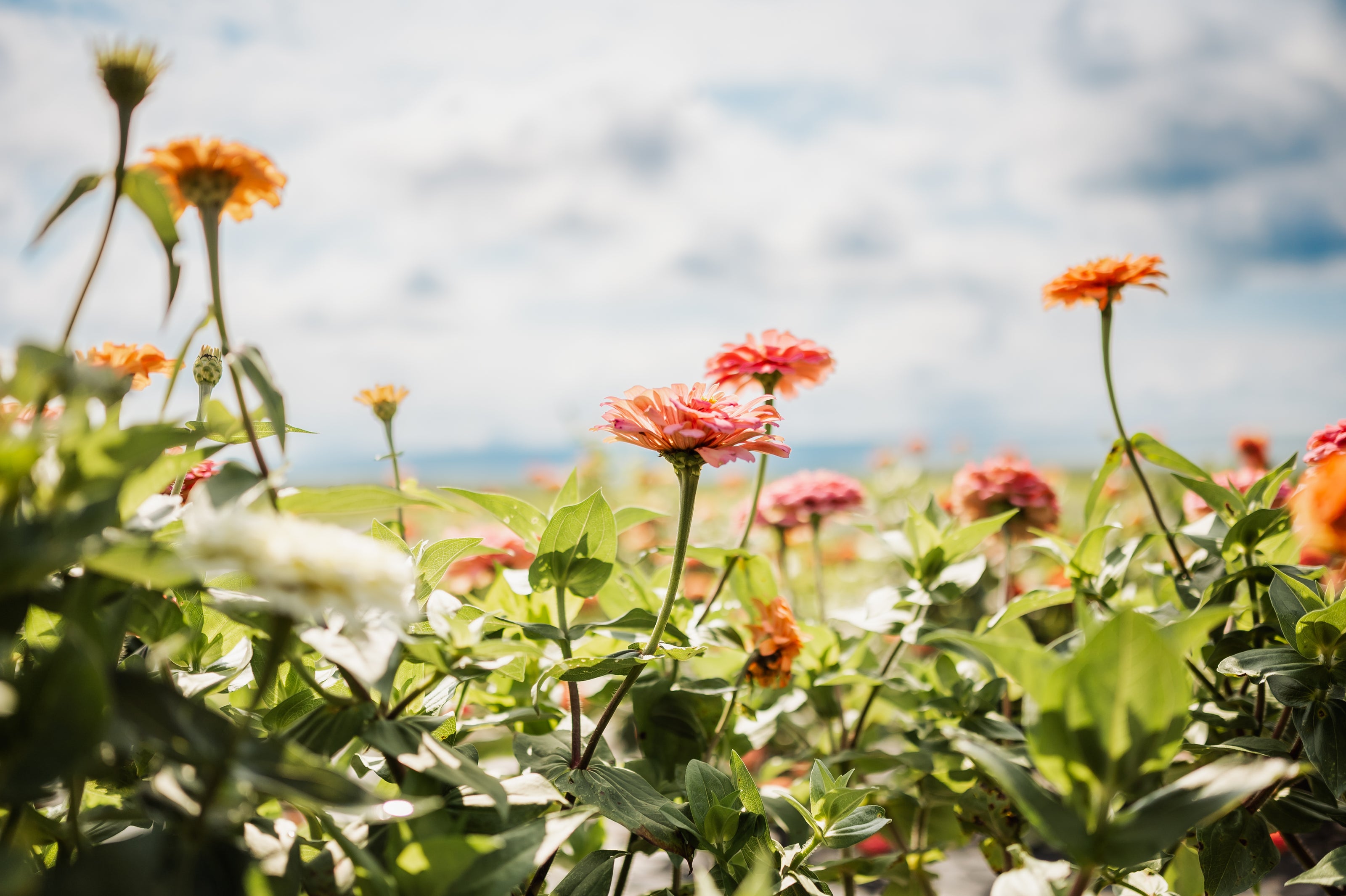 pennsylvania flower farm cut flower garden plant kit