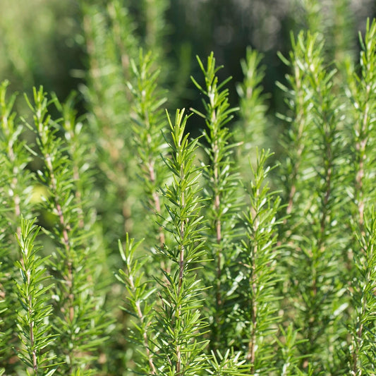 Rosemary Barbeque