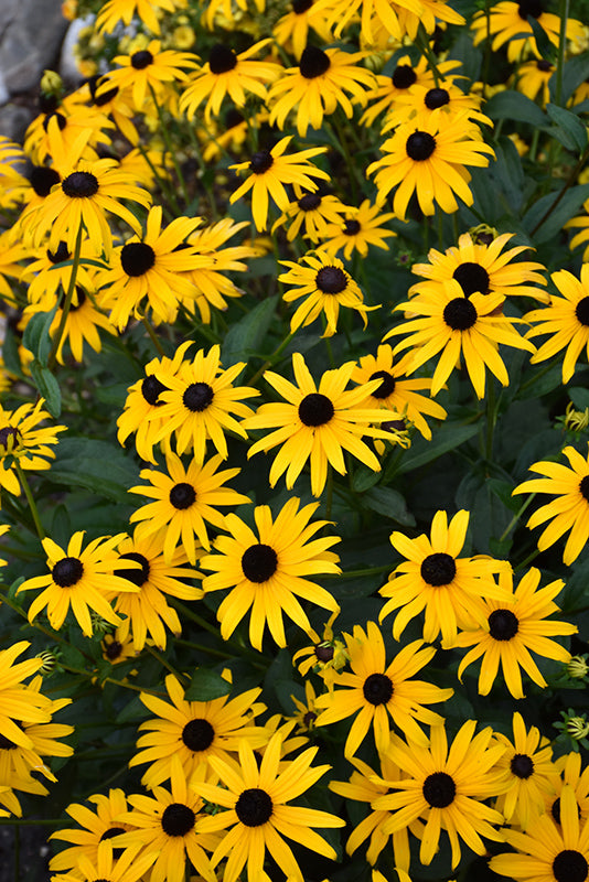 Rudbeckia American Gold Rush