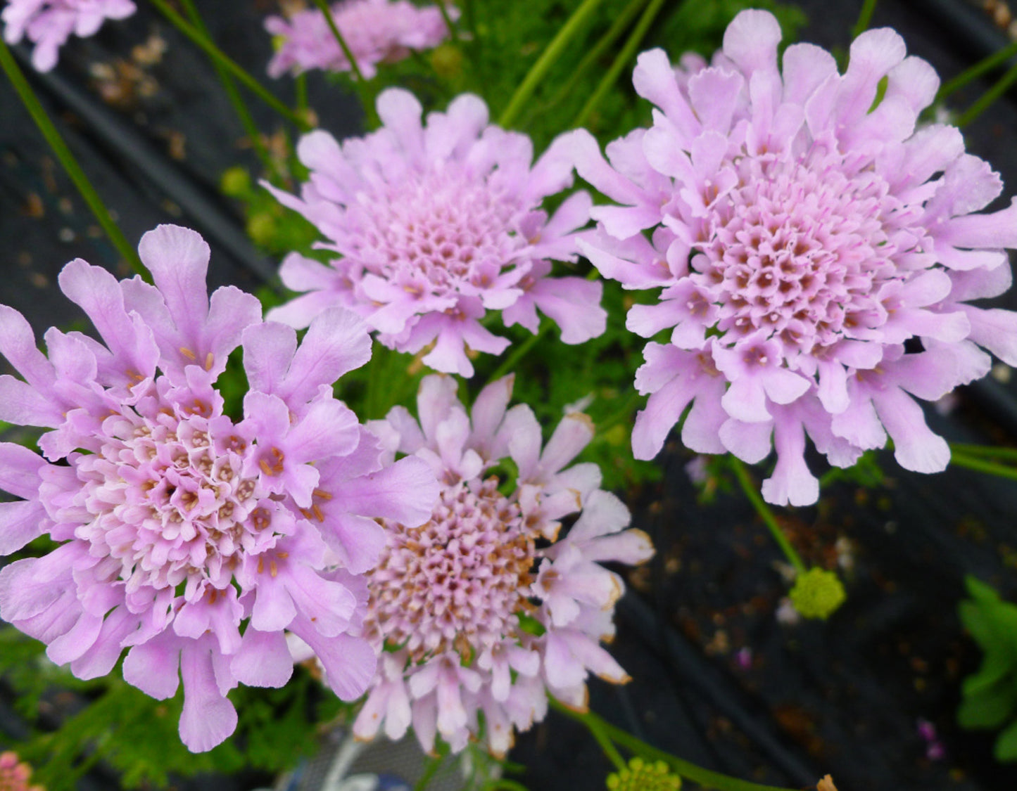Scabiosa Flutter Rose Pink