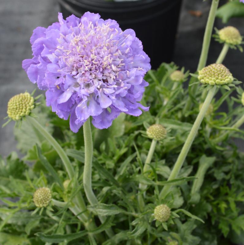 Scabiosa Giga Blue
