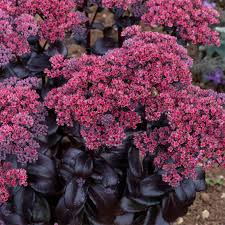 Sedum Dark Magic
