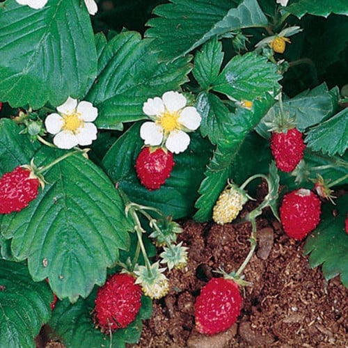 Strawberry Alexandria