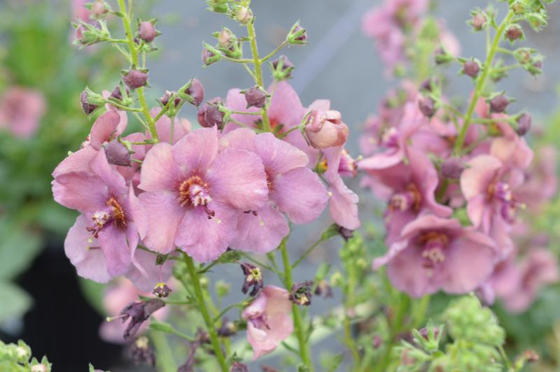 Verbascum Plum Smokey