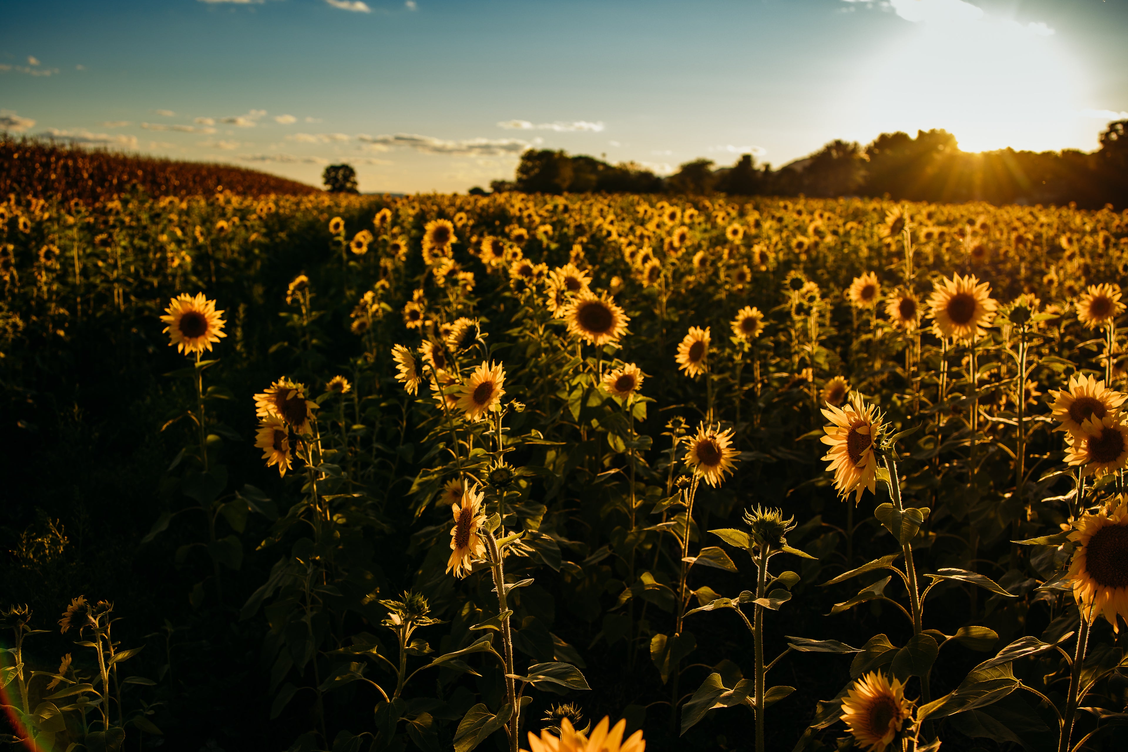 Rooted Farmstead is a boutique wedding and event florist creating nature-forward, seasonal designs and immersive experiences inspired by our flower farm in Happy Valley